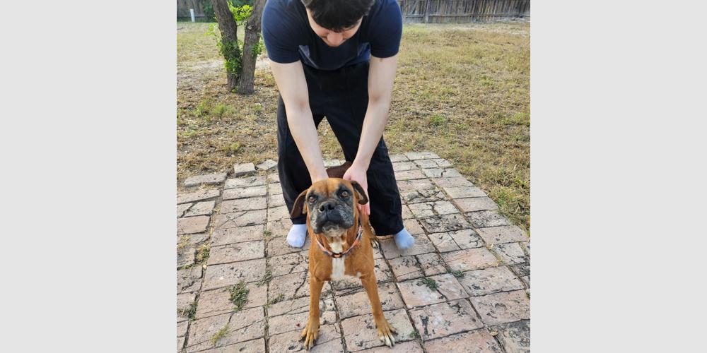Celsius, a Adoptable Boxer in Hewitt, TX image 4/5