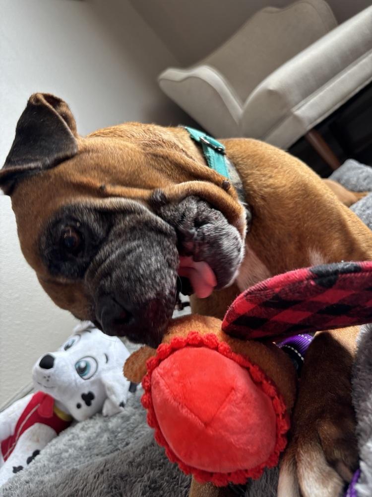 Enlarge Celsius, a Adoptable Boxer in Hewitt, TX image 4/6