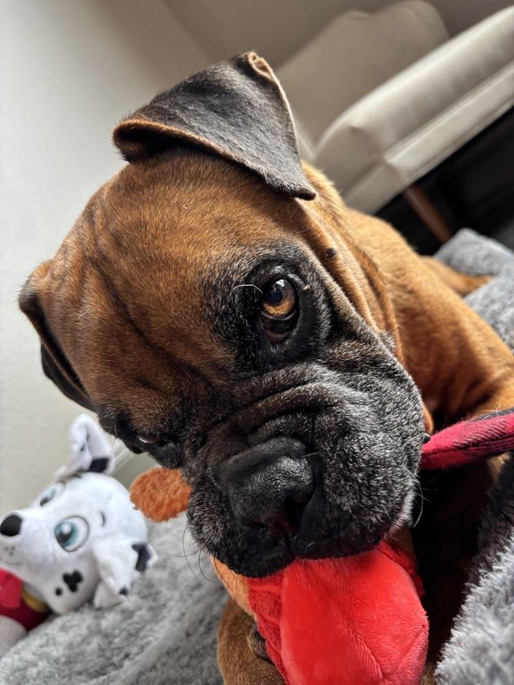Enlarge Celsius, a Adoptable Boxer in Hewitt, TX image 5/6