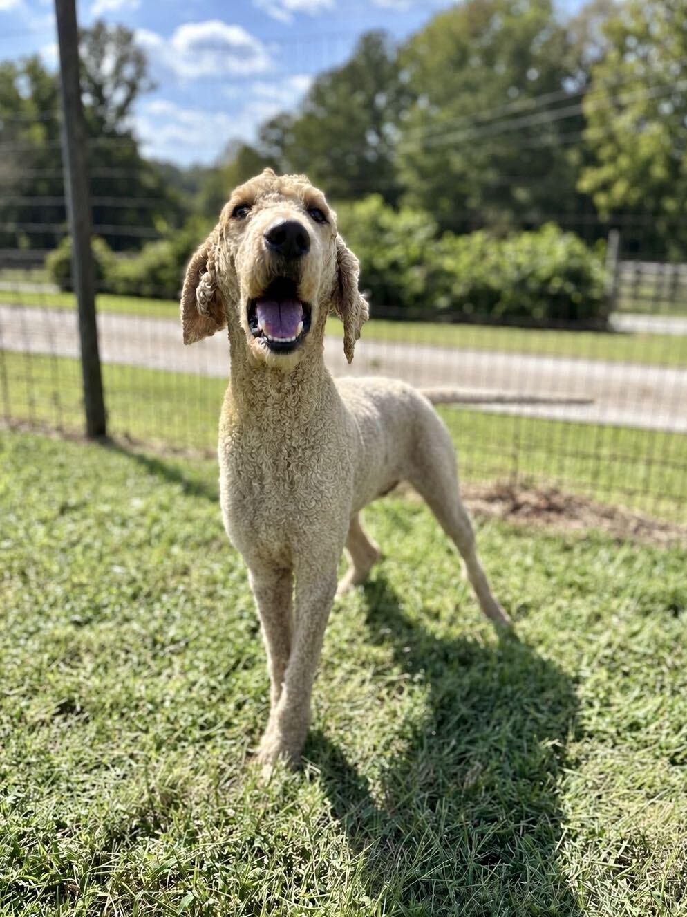 Enlarge Bentley Aug 26, a Adoptable Standard Poodle in Pacolet, SC image 1/3