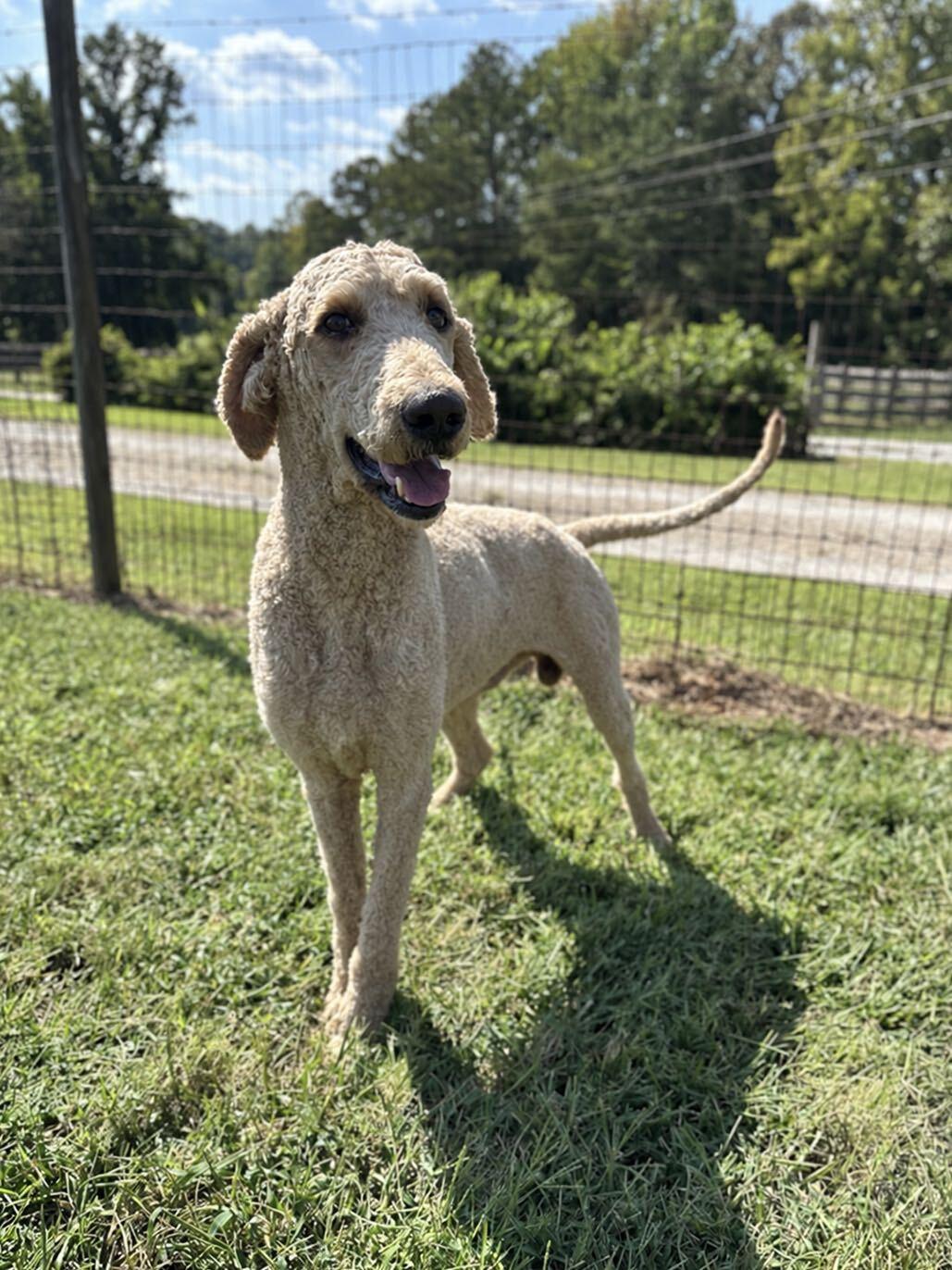 Enlarge Bentley Aug 26, a Adoptable Standard Poodle in Pacolet, SC image 2/3