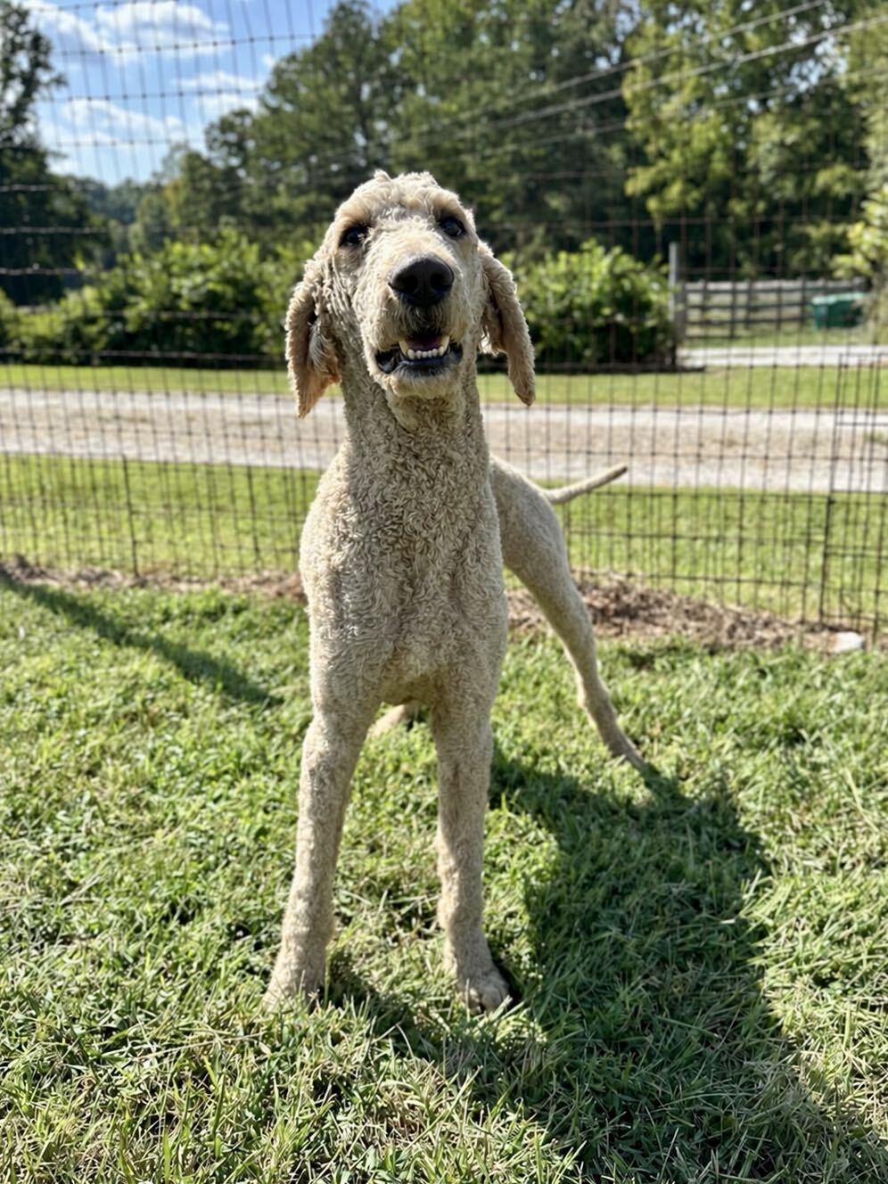 Enlarge Bentley Aug 26, a Adoptable Standard Poodle in Pacolet, SC image 3/3