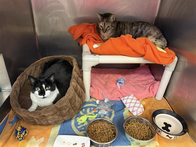 PRINCESS CUDDLES, Adoptable, Adult Female Domestic Short Hair.