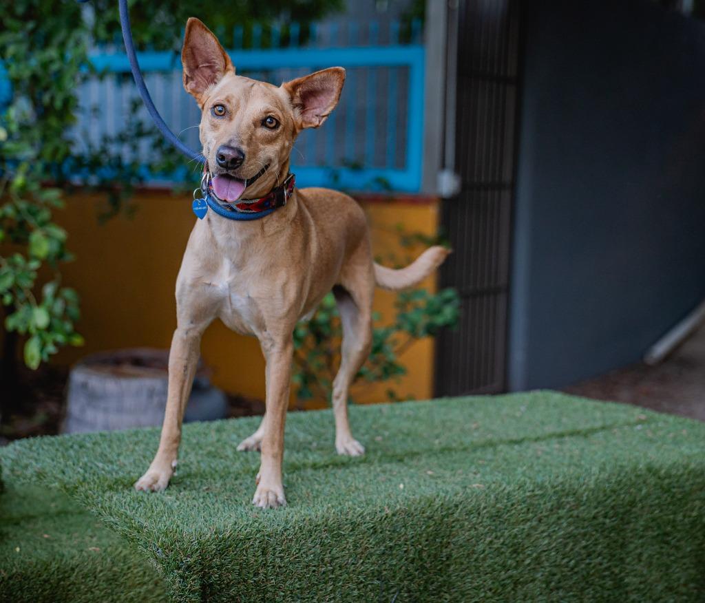 Monkey, a Adoptable Australian Kelpie in Anacortes, WA image 3/5
