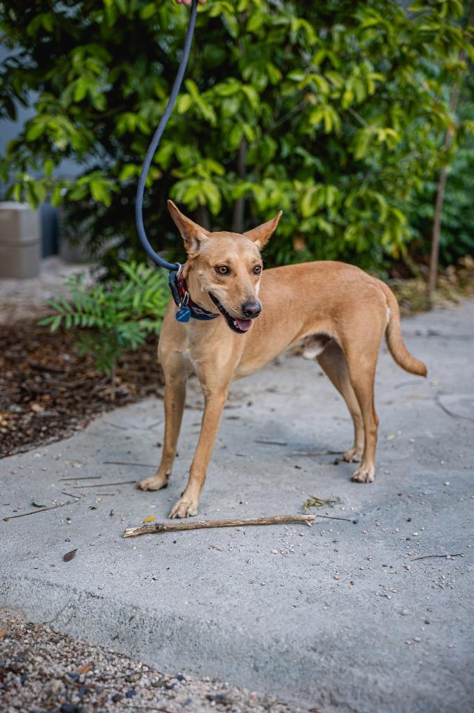 Enlarge Monkey, a Adoptable Australian Kelpie in Anacortes, WA image 1/5
