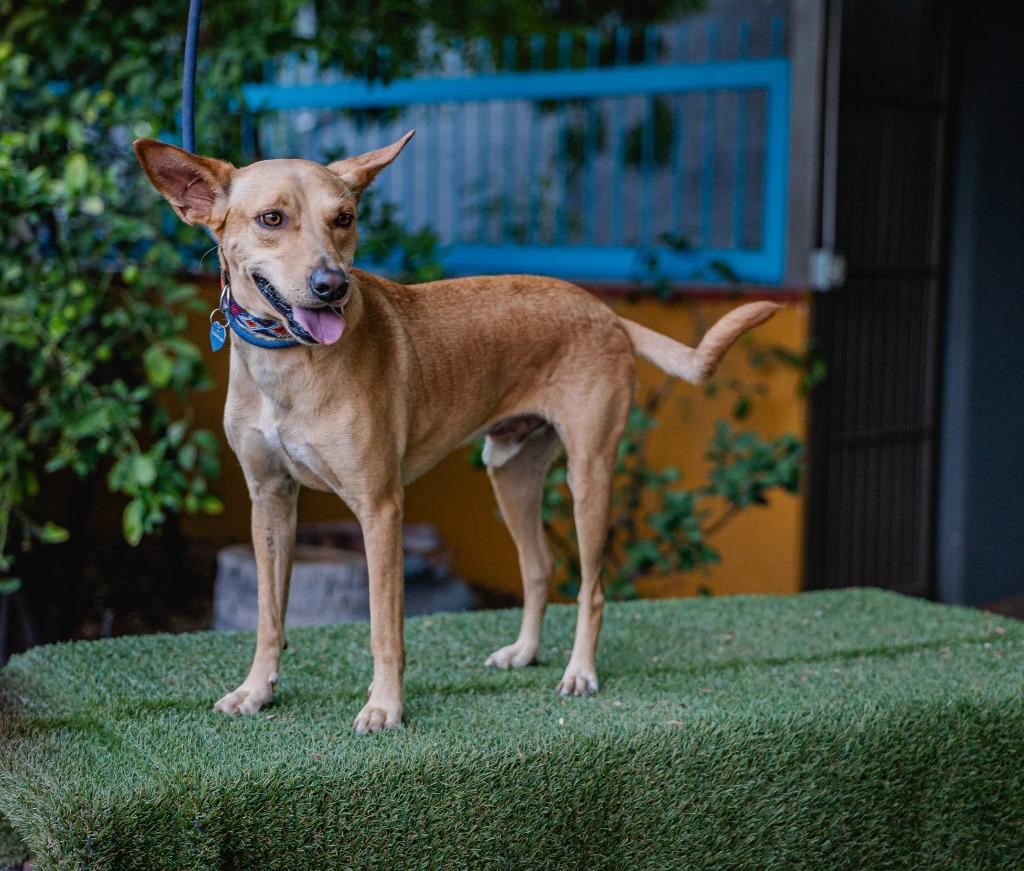 Enlarge Monkey, a Adoptable Australian Kelpie in Anacortes, WA image 2/5