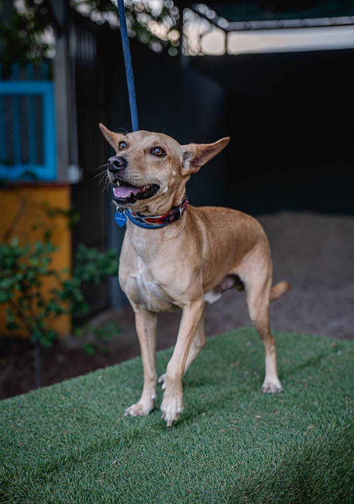 Enlarge Monkey, a Adoptable Australian Kelpie in Anacortes, WA image 4/5