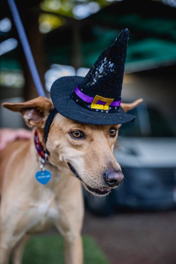 Enlarge Monkey, a Adoptable Australian Kelpie in Anacortes, WA image 5/5