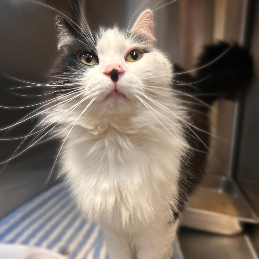 Dagwood, Adoptable, Adult Male Domestic Long Hair.