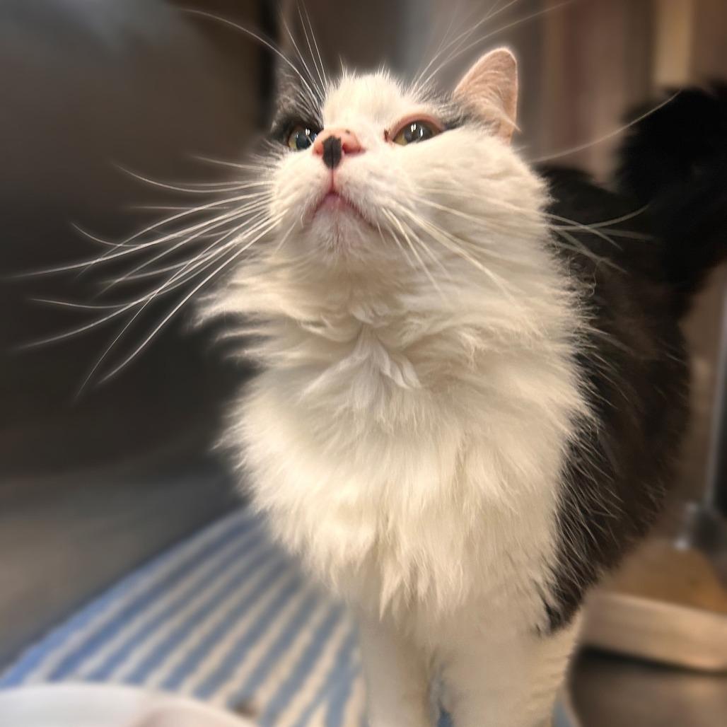 Enlarge Dagwood, a Adoptable Domestic Long Hair in Davenport, IA image 2/4