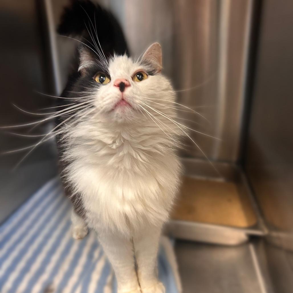 Enlarge Dagwood, a Adoptable Domestic Long Hair in Davenport, IA image 3/4