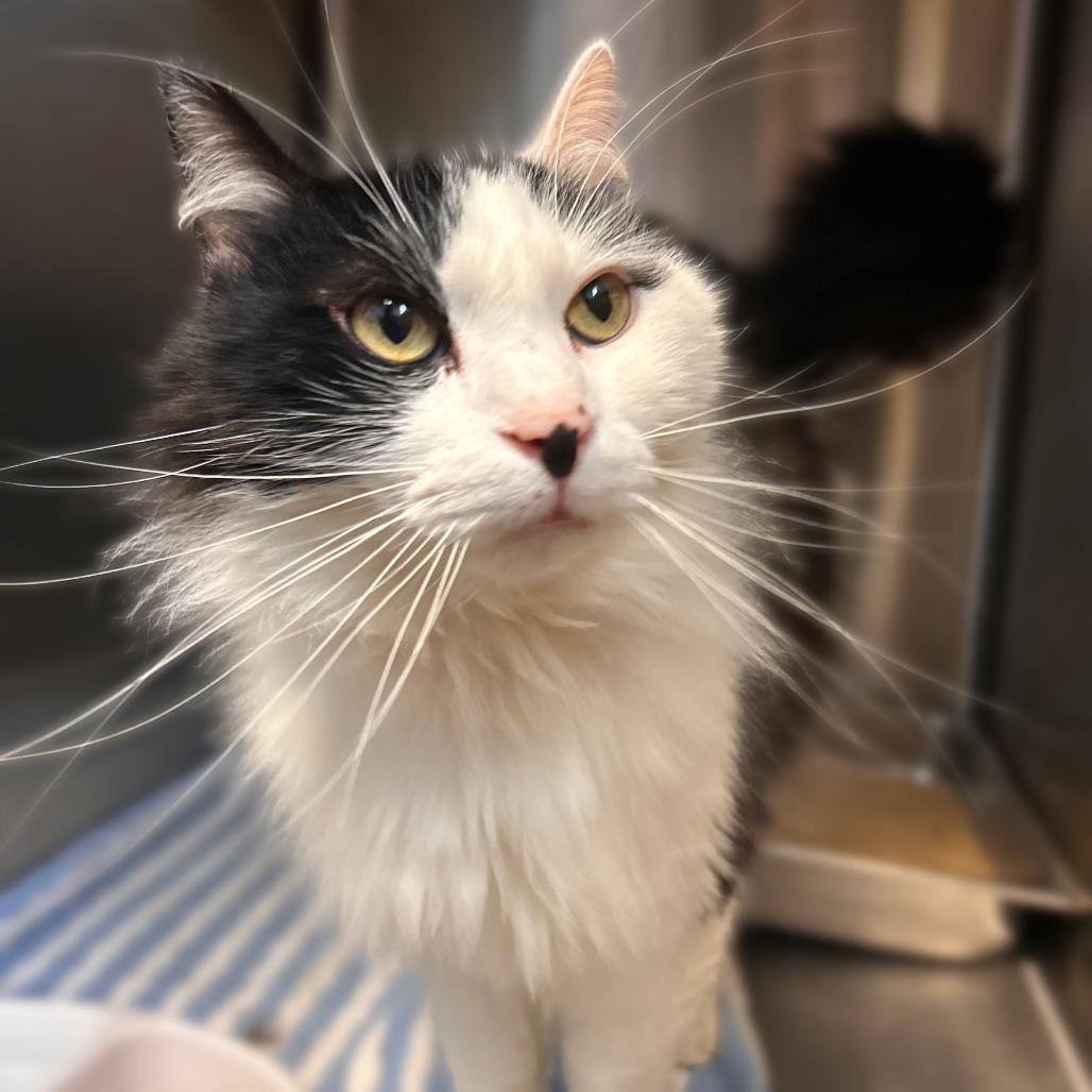 Enlarge Dagwood, a Adoptable Domestic Long Hair in Davenport, IA image 4/4