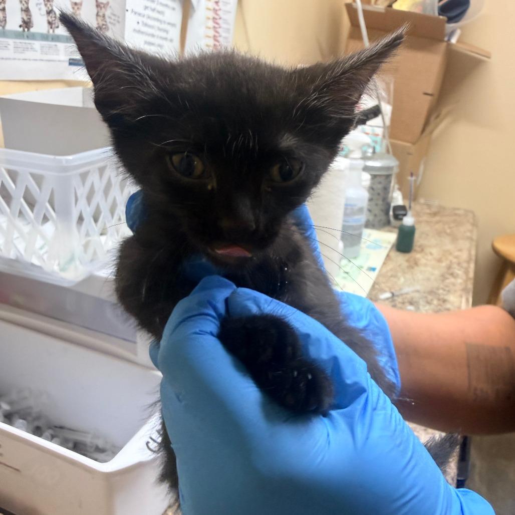 Tito, Adoptable, Kitten Male Domestic Short Hair.