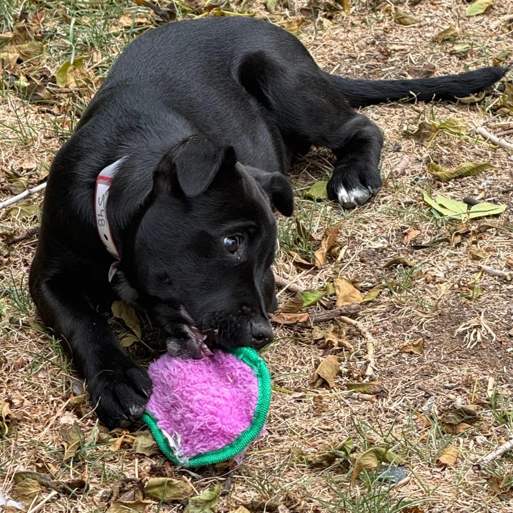 Enlarge 548 (2026) Bull, a Adoptable mixed breed in Parker, CO image 2/6