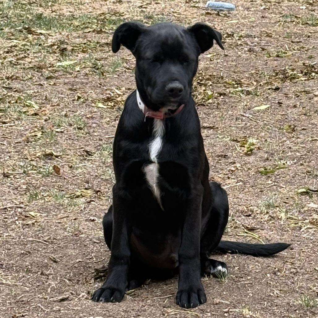 Enlarge 548 (2026) Bull, a Adoptable mixed breed in Parker, CO image 3/6