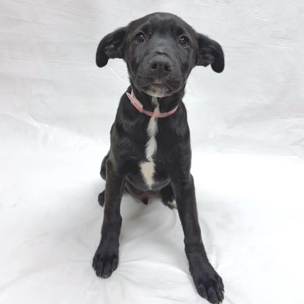 Enlarge 548 (2026) Bull, a Adoptable mixed breed in Parker, CO image 6/6