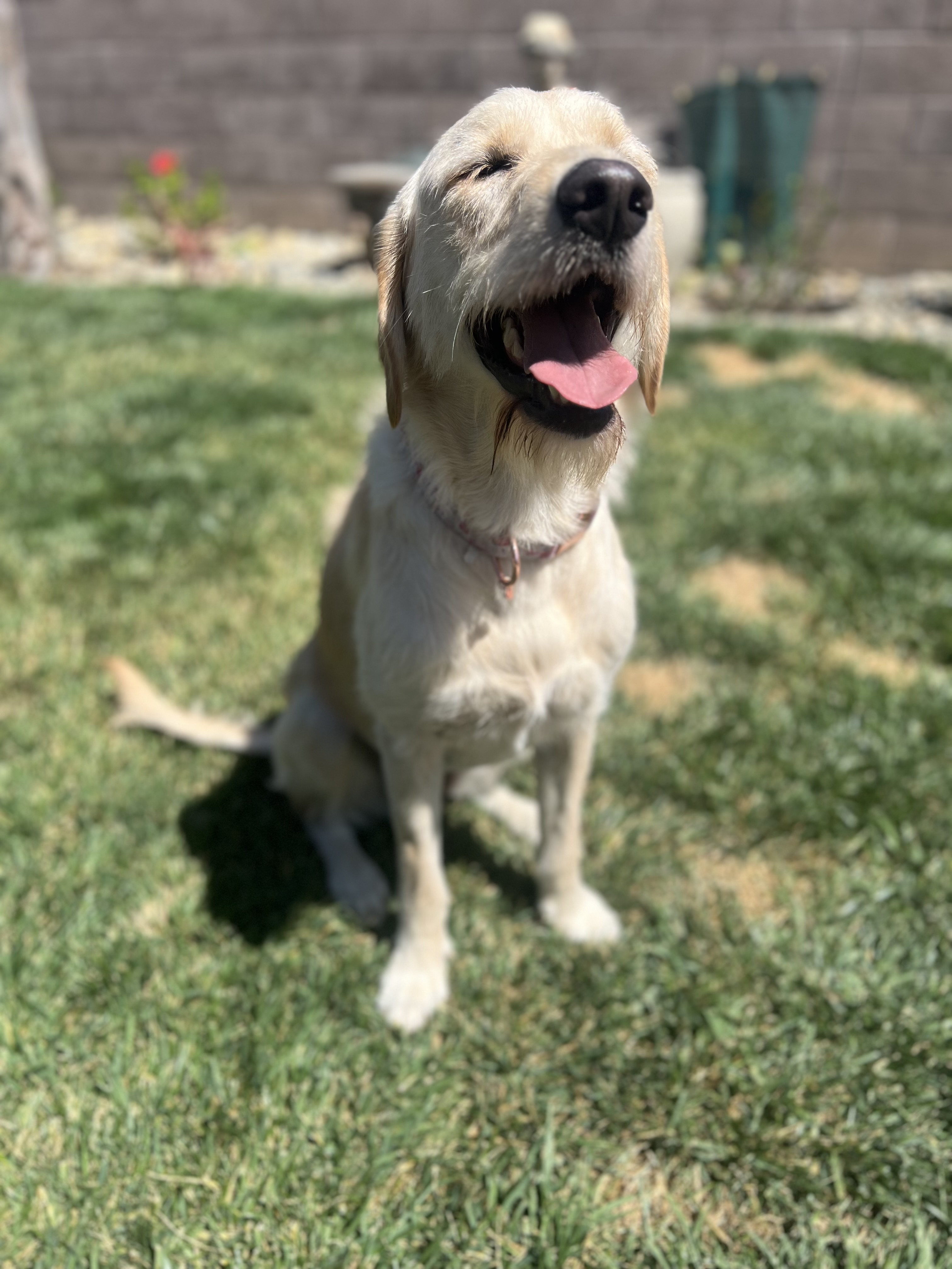 Enlarge Maui, a Adoptable mixed breed in Discovery Bay, CA image 2/4