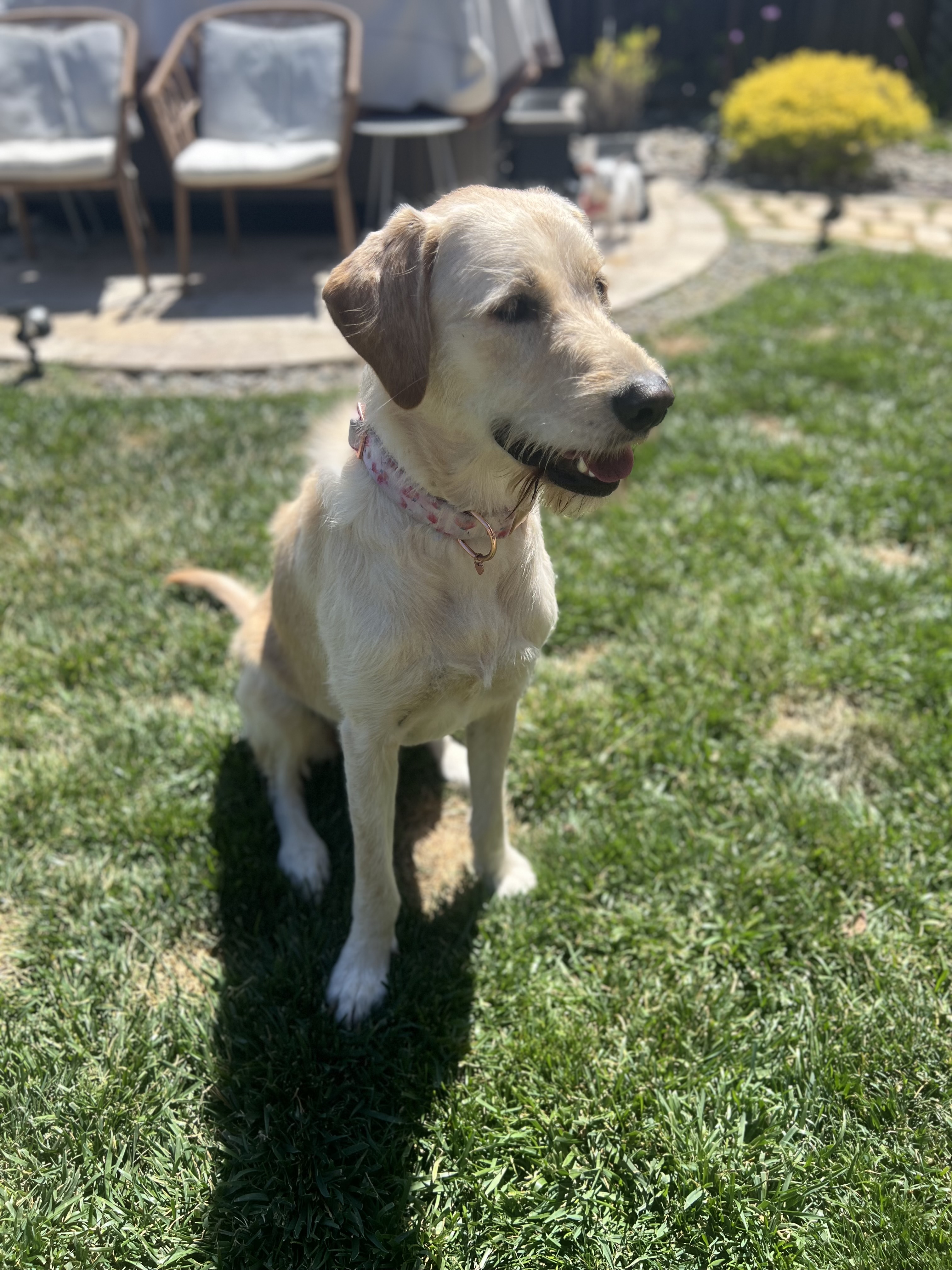 Enlarge Maui, a Adoptable mixed breed in Discovery Bay, CA image 3/4