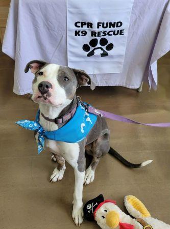 Olive, Adoptable, Young Female American Staffordshire Terrier.