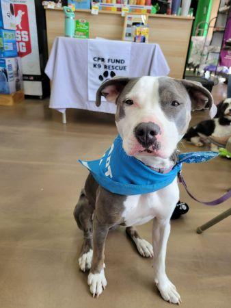 Olive, a Adoptable mixed breed in Lowell, IN image 2/2
