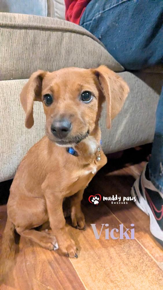 Amarillo Litter: Vicki