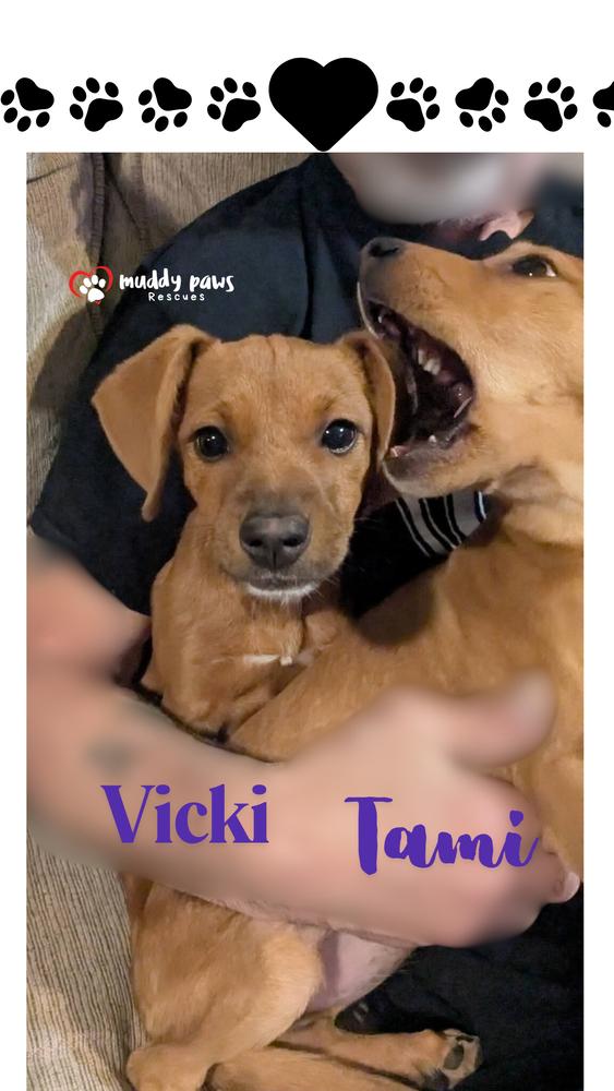 Amarillo Litter: Vicki — thumbnail 3