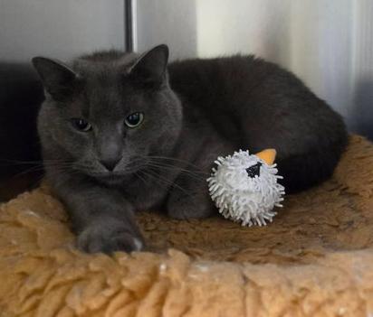Devlin, an adopted Domestic Short Hair in Minneapolis, MN image 4/5