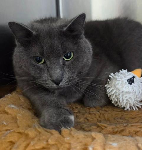 Devlin, adopted, Adult Male Domestic Short Hair.