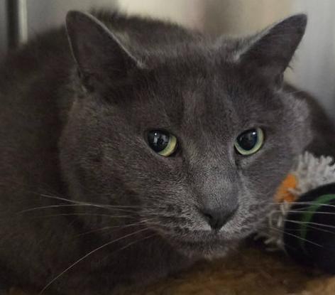 Devlin, an adopted Domestic Short Hair in Minneapolis, MN image 2/5