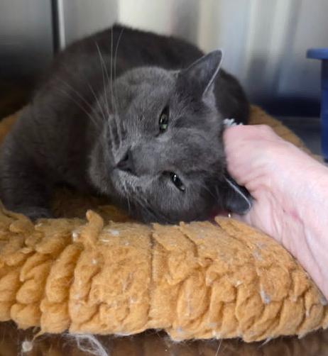 Devlin, an adopted Domestic Short Hair in Minneapolis, MN image 5/5