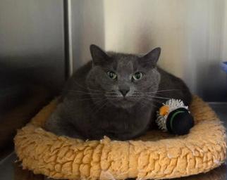 Devlin, an adopted Domestic Short Hair in Minneapolis, MN image 3/5