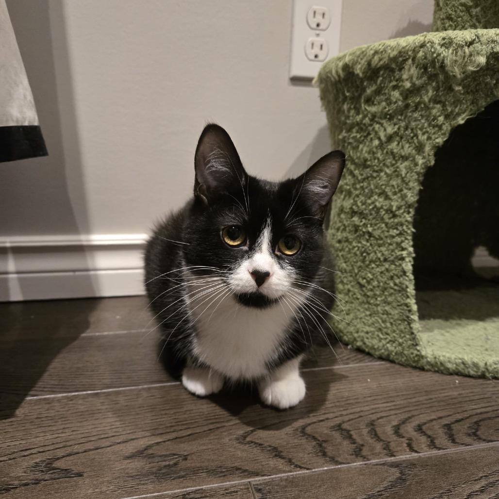 Enlarge Yuki, a Adoptable Domestic Short Hair in Puslinch, ON image 1/6