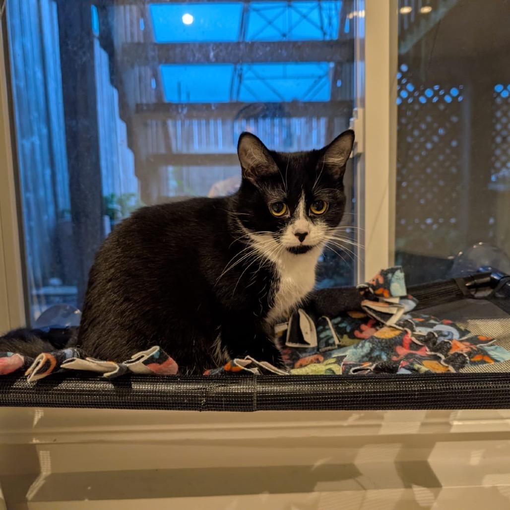 Enlarge Yuki, a Adoptable Domestic Short Hair in Puslinch, ON image 2/6
