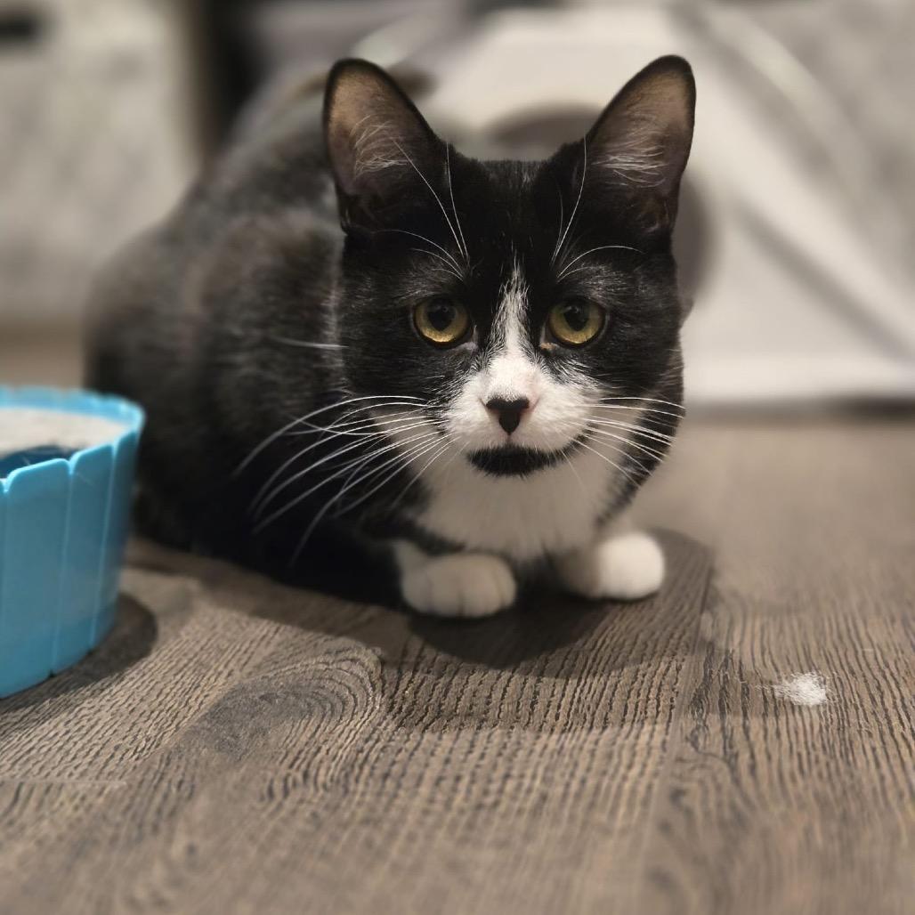 Enlarge Yuki, a Adoptable Domestic Short Hair in Puslinch, ON image 3/6