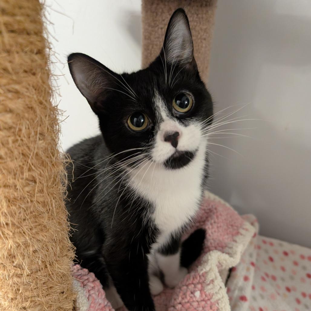 Enlarge Yuki, a Adoptable Domestic Short Hair in Puslinch, ON image 5/6