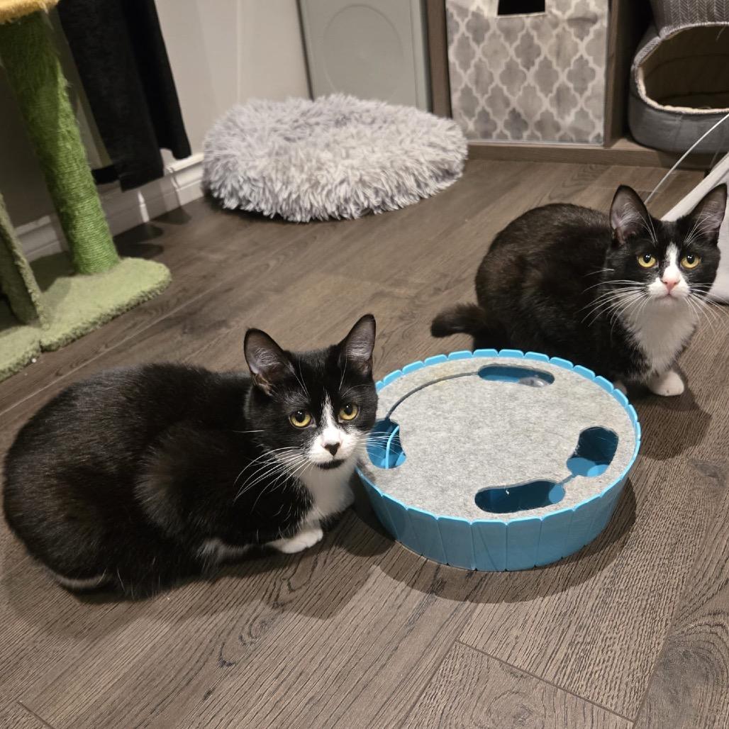 Enlarge Yuki, a Adoptable Domestic Short Hair in Puslinch, ON image 6/6