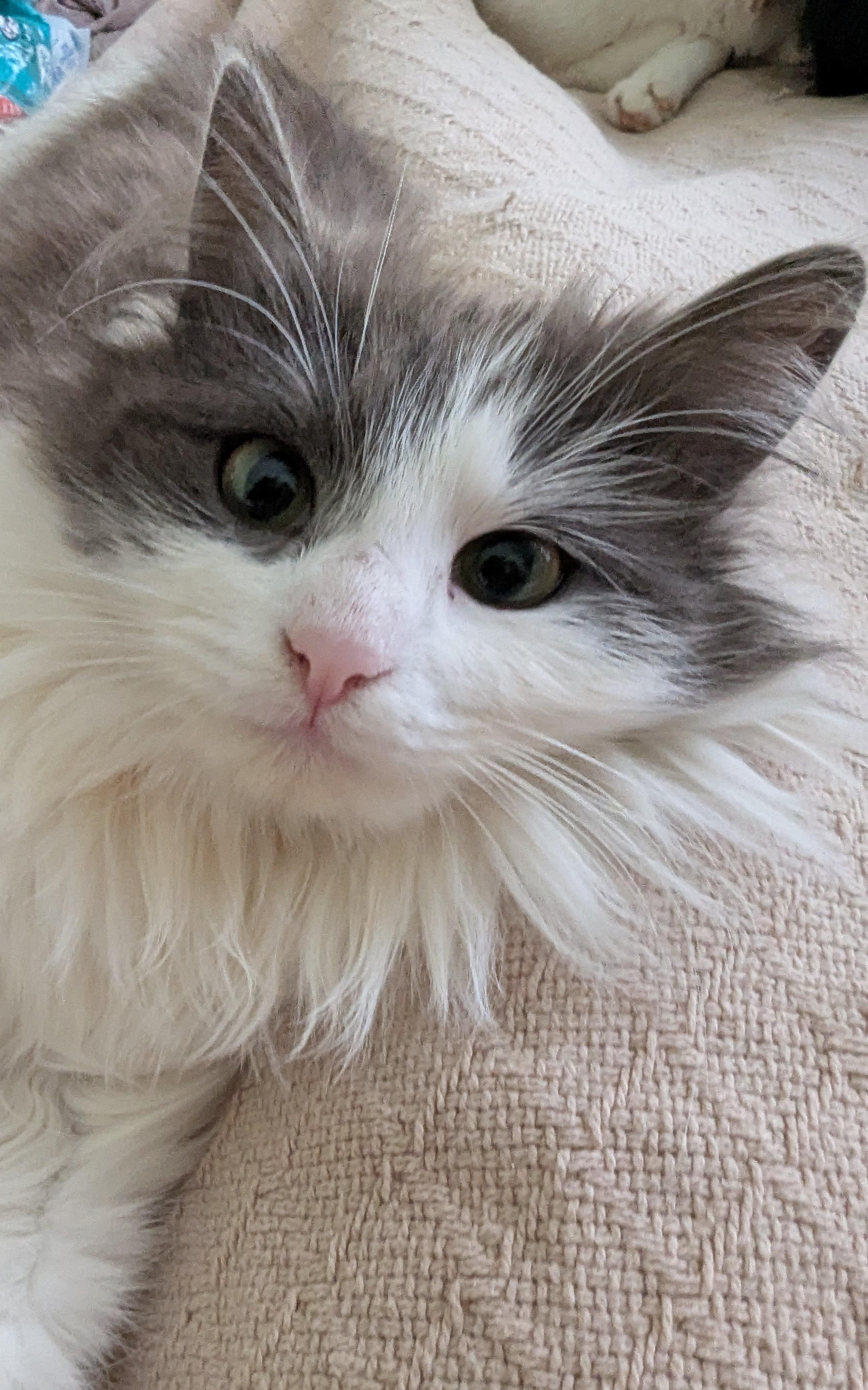 Enlarge Willow, an adopted Siberian in Malden, MA image 2/5