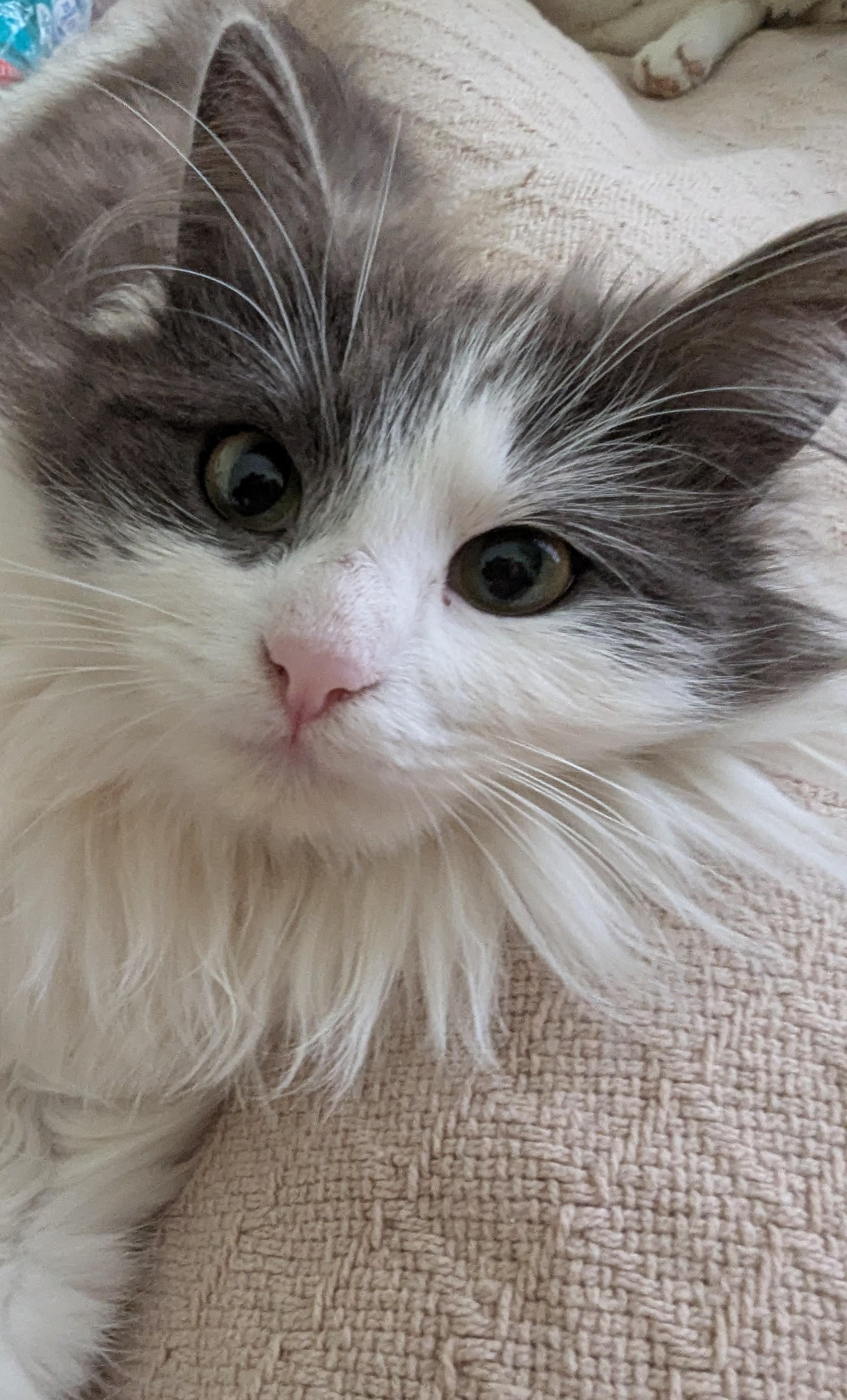 Enlarge Willow, an adopted Siberian in Malden, MA image 3/5