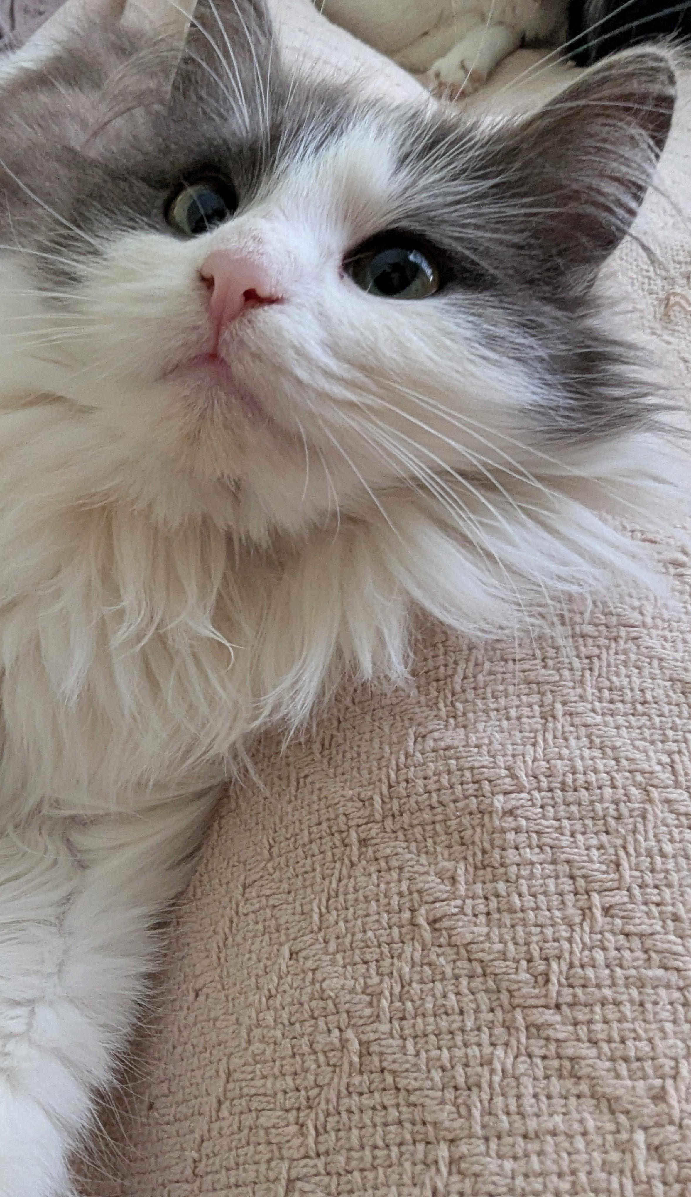 Enlarge Willow, an adopted Siberian in Malden, MA image 5/5