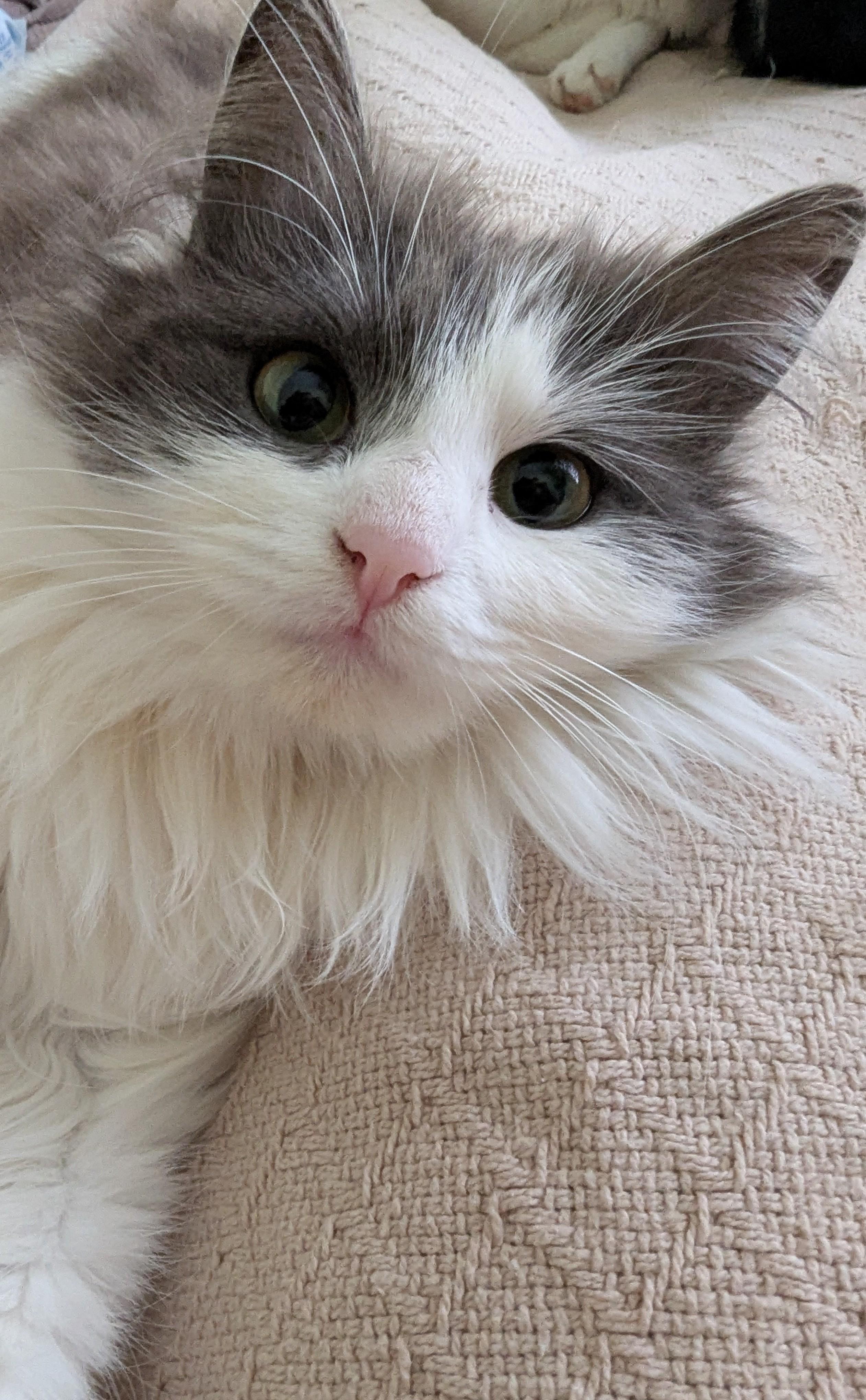 Enlarge Willow, an adopted Siberian in Malden, MA image 4/5