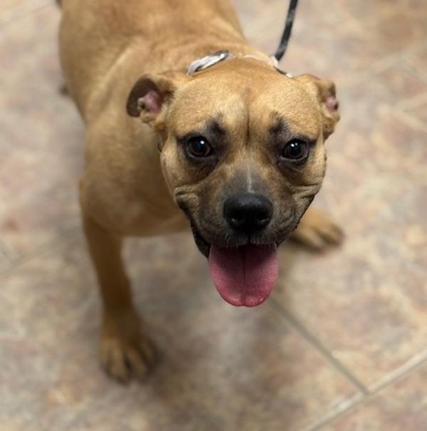 Liyah, Adoptable, Young Female Boxer & Pit Bull Terrier.