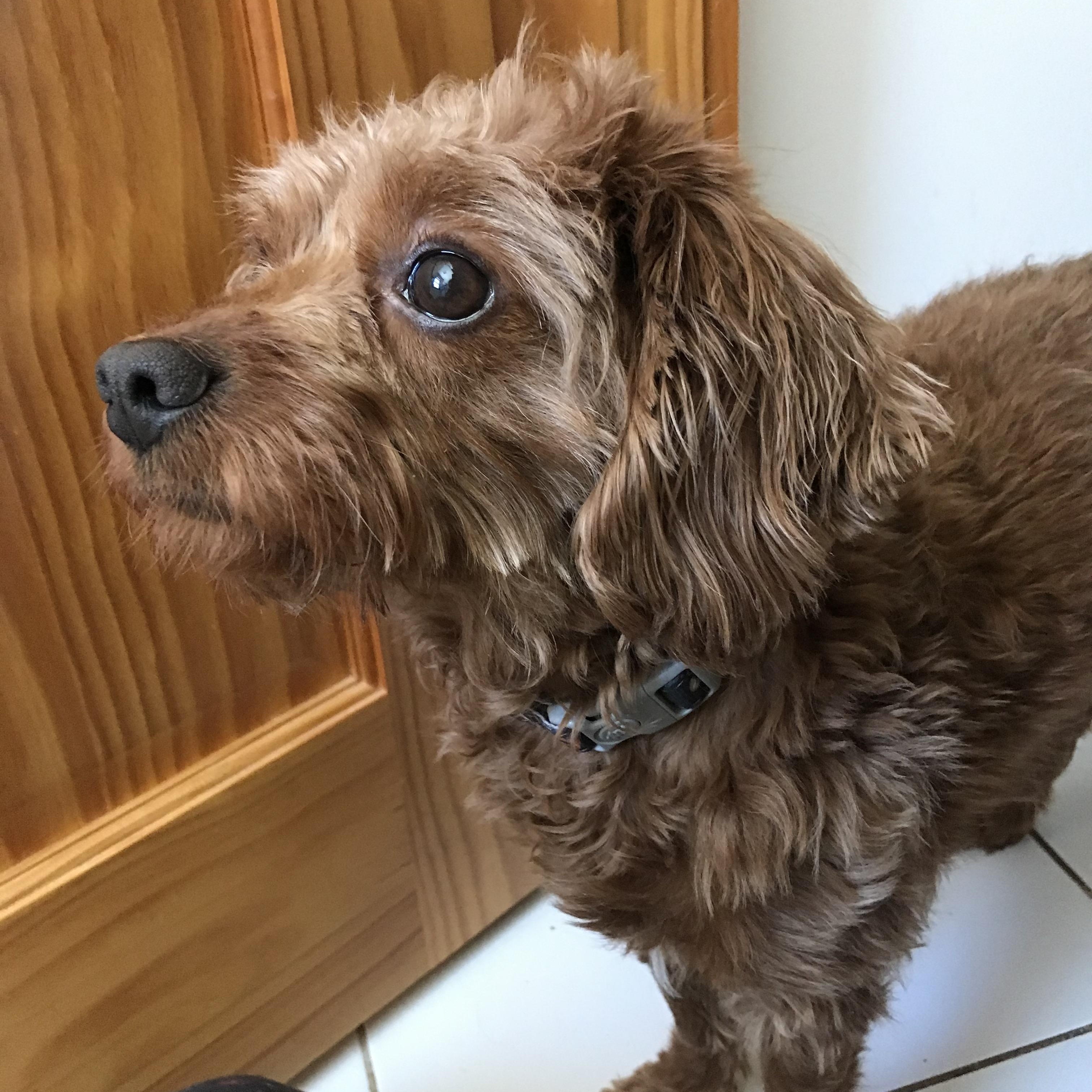 Enlarge Milo-Adoption Pending!, a ADOPTABLE mixed breed in Somerville, MA image 3/3