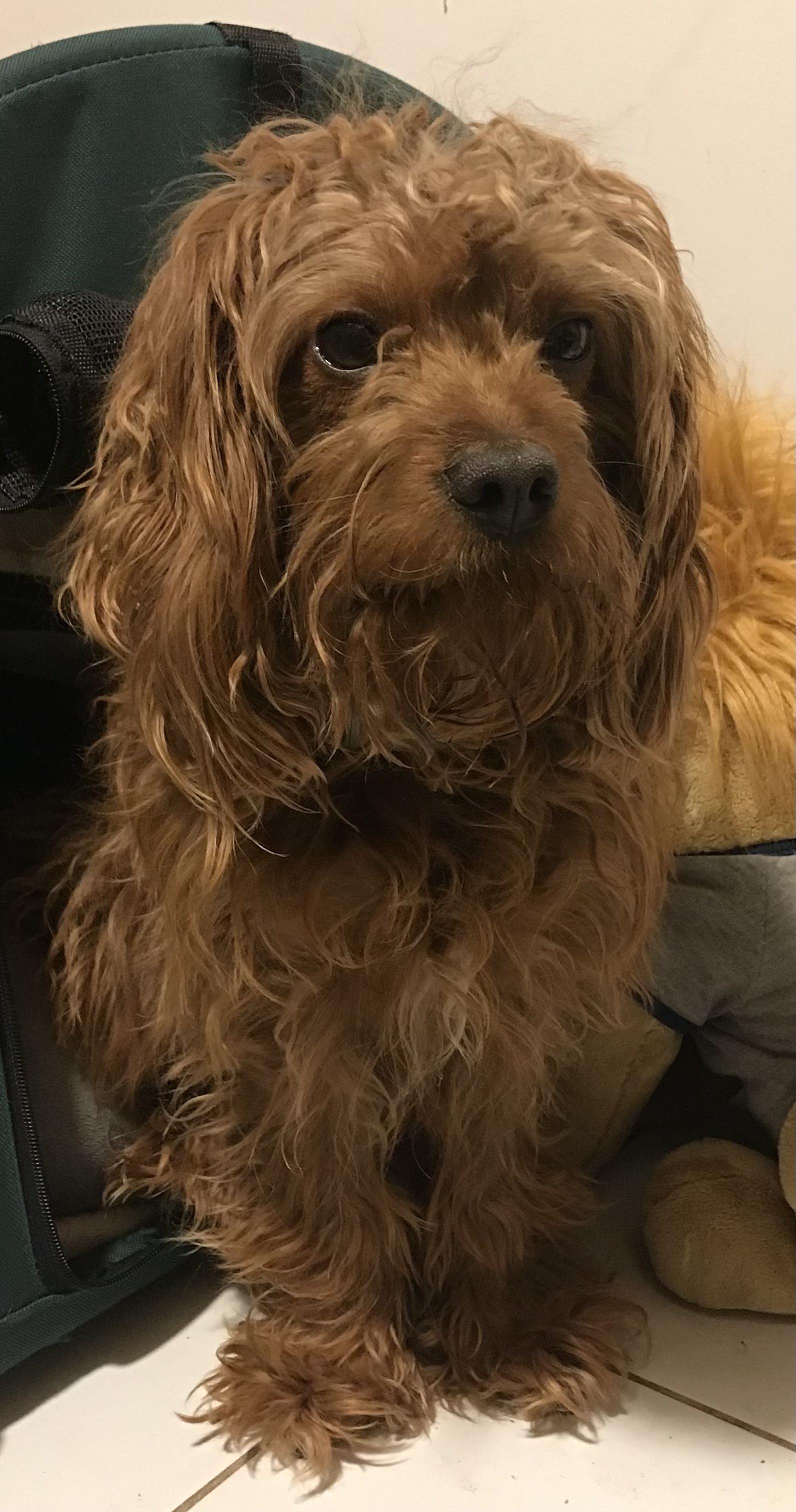 Enlarge Milo-Adoption Pending!, a ADOPTABLE mixed breed in Somerville, MA image 2/3