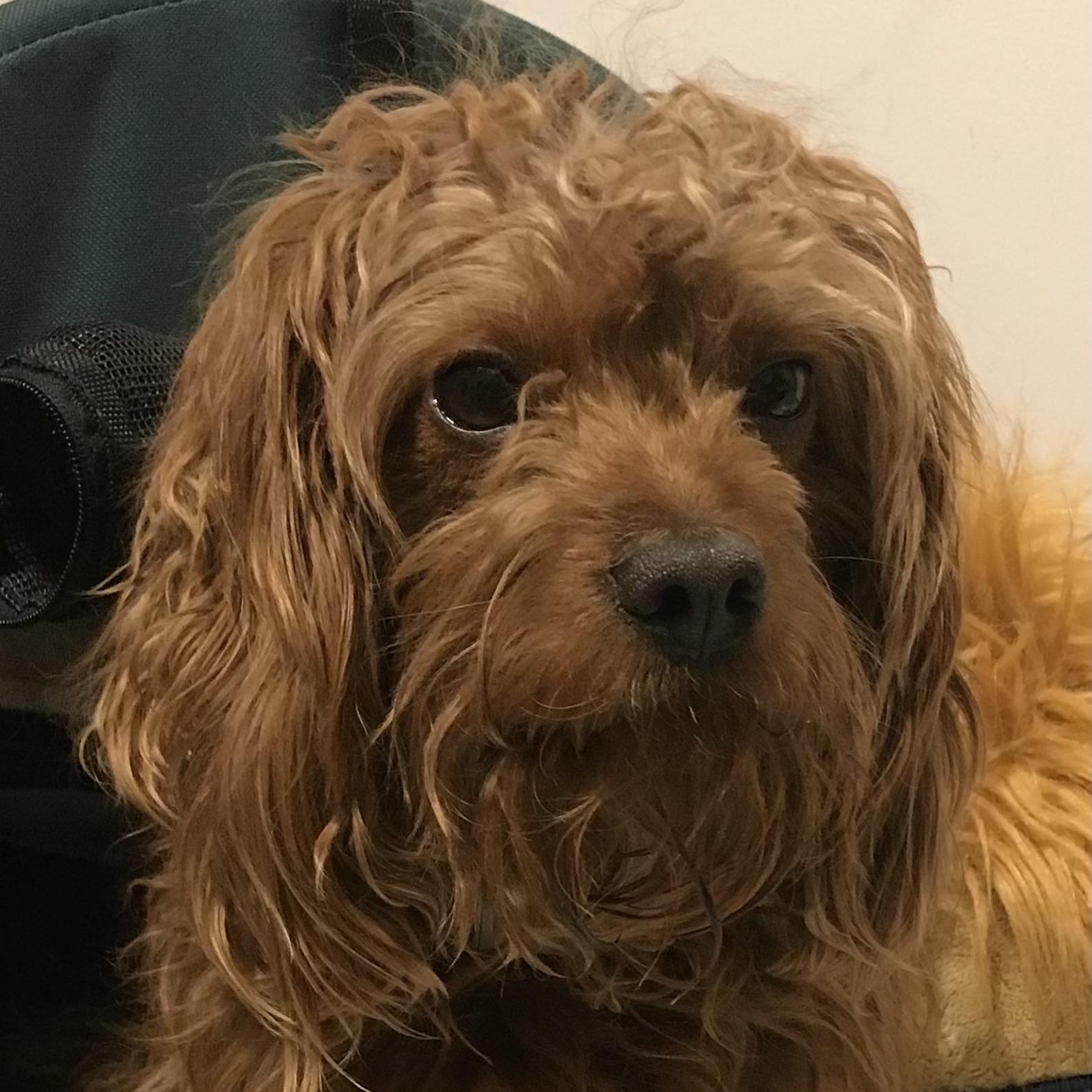 Enlarge Milo-Adoption Pending!, a ADOPTABLE mixed breed in Somerville, MA image 1/3