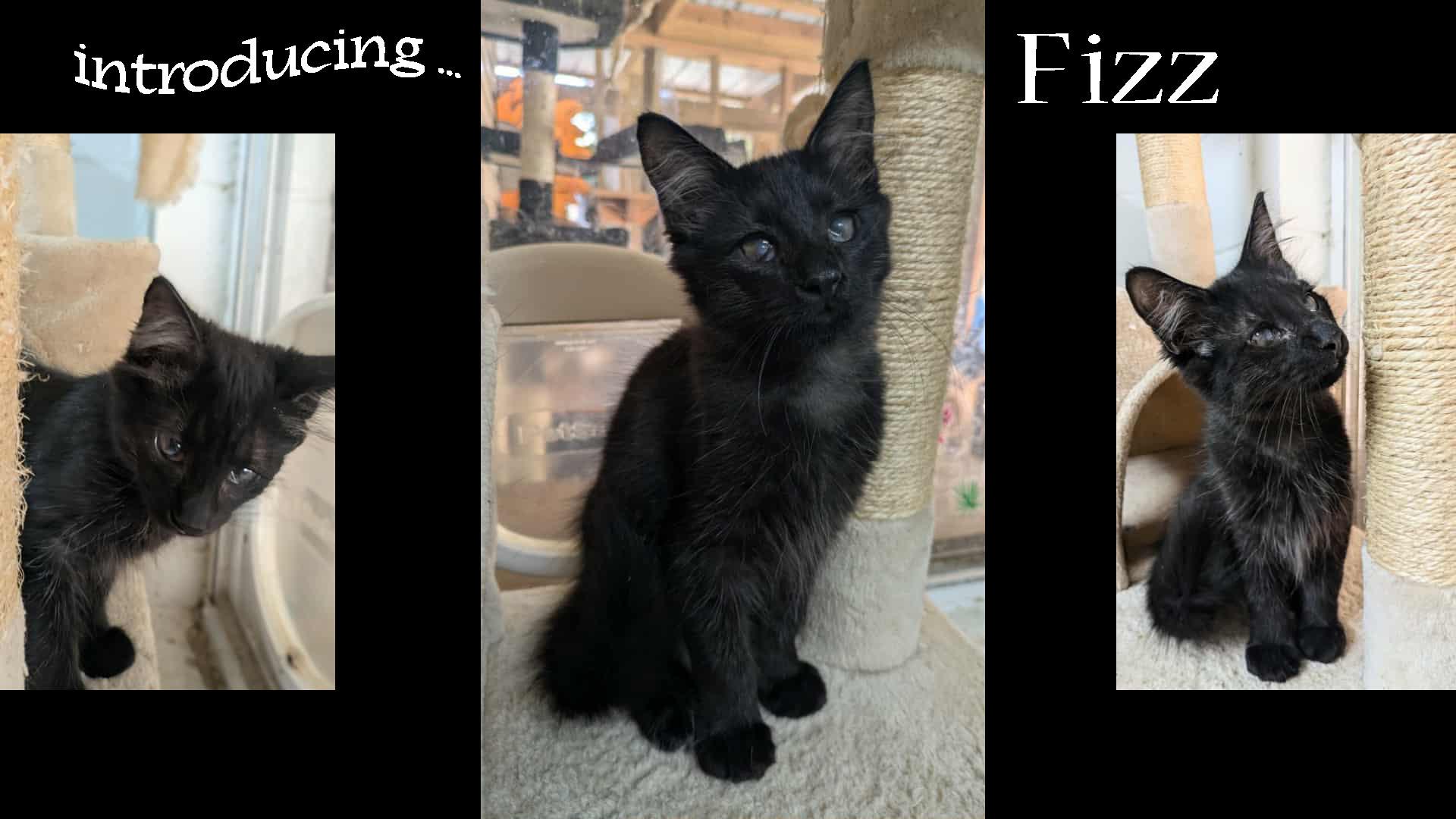 Fizz, Adoptable, Kitten Male Domestic Medium Hair.