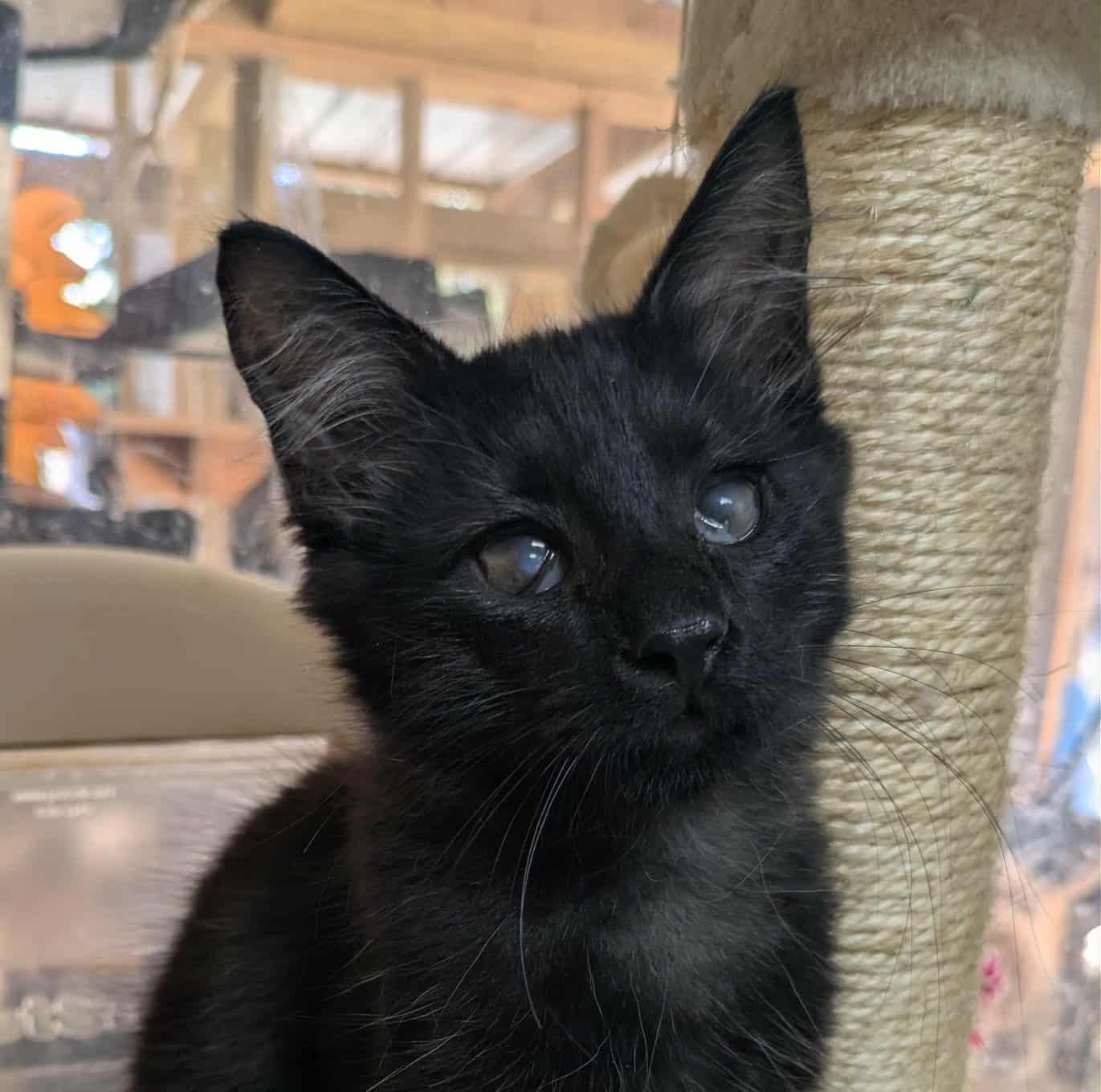 Enlarge Fizz, a Adoptable mixed breed in Ozark, AL image 2/2