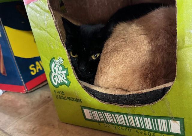 Madam Morrible — thumbnail 2