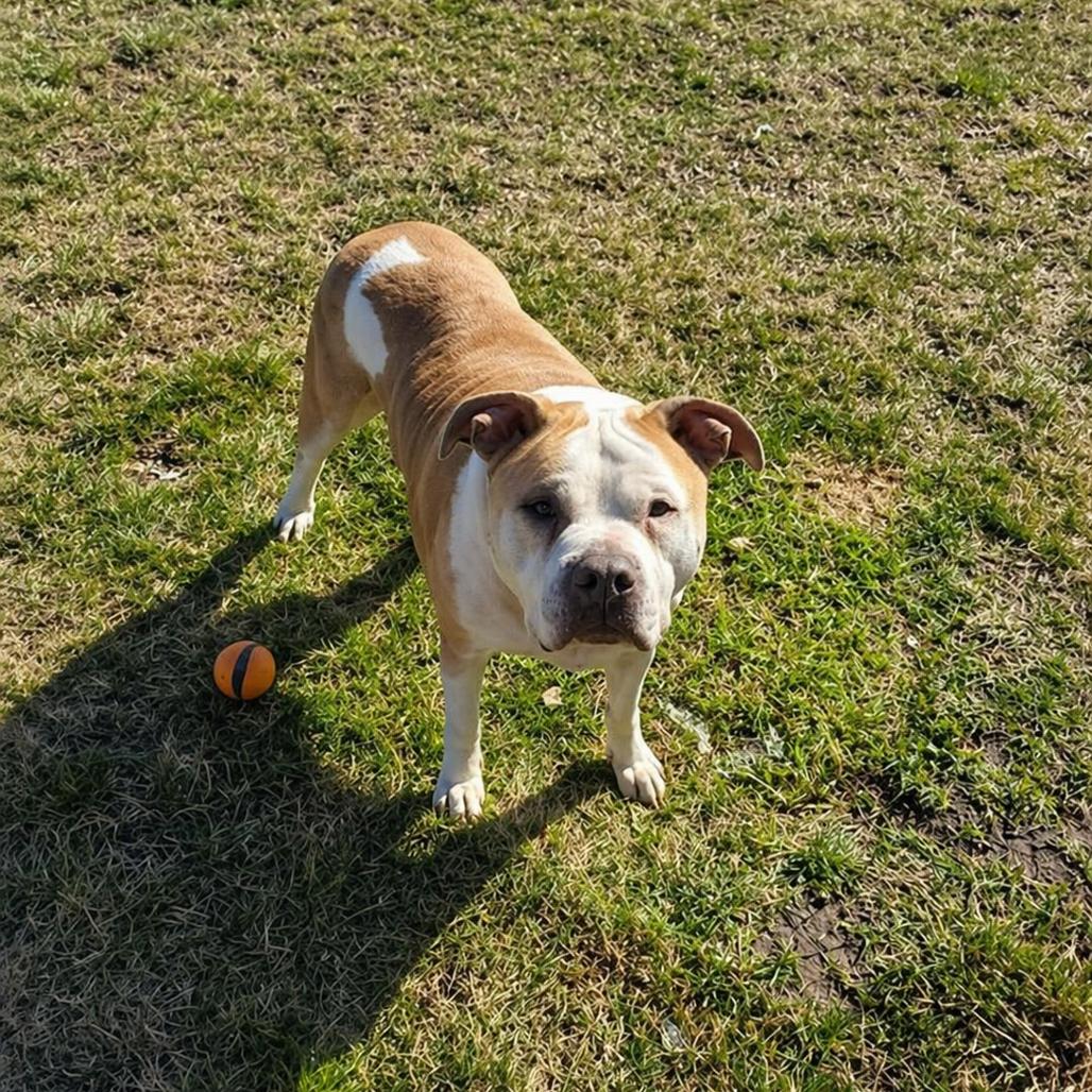 Cocoa, Adoptable, Senior Male Pit Bull Terrier.