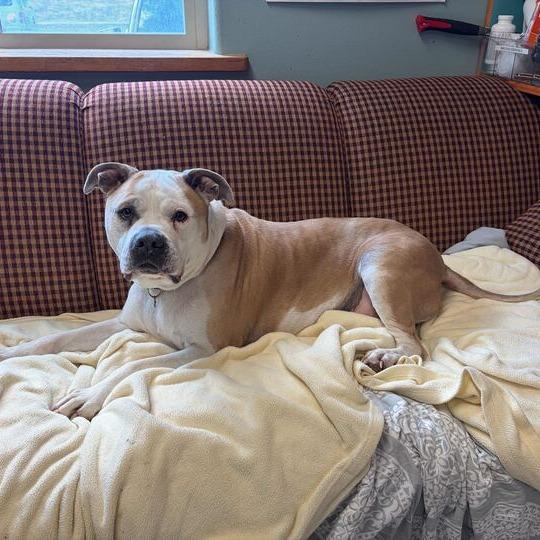 Cocoa, a Adoptable Pit Bull Terrier in Driggs, ID image 2/6