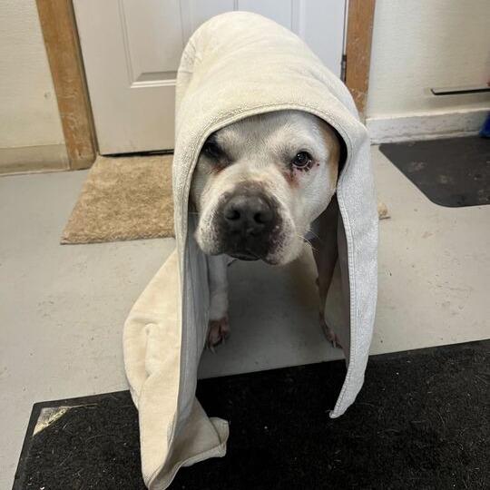 Enlarge Cocoa, a Adoptable Pit Bull Terrier in Driggs, ID image 4/4